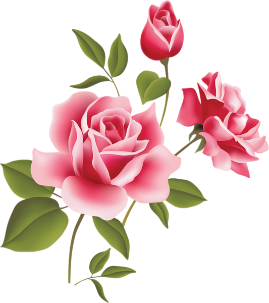 Rosas rosadas